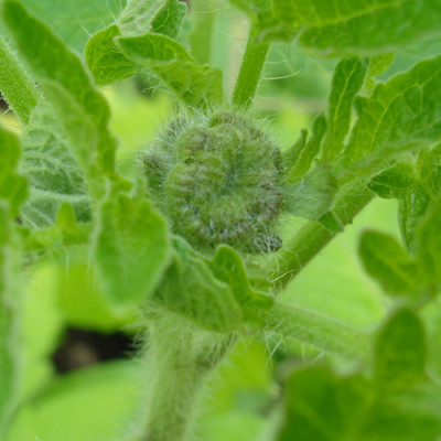 reisetomate.b.jpg