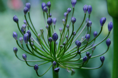 Agapanthus4211.jpg