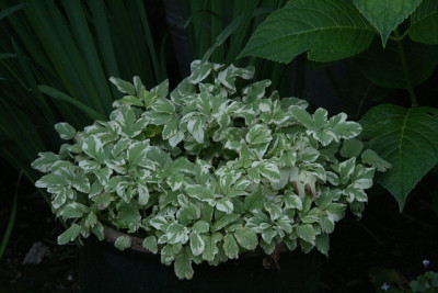 weibunter_Giersch0411.jpg