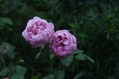 Rose_Charles_Renee_Mackintosh1411.jpg