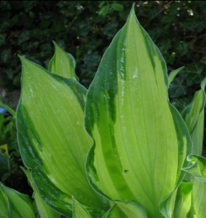 Hosta_unbekannt_05.jpg