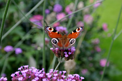 Schmetterling1707b.jpg