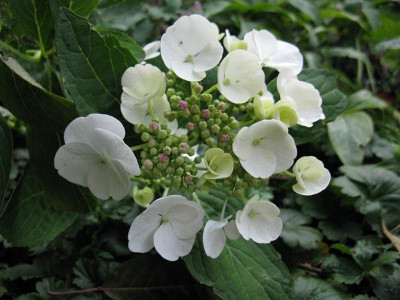 Hydrangea_macrophylla_Libelle.JPG
