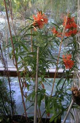 a__Leonotis_nepetifolia__kl..jpg