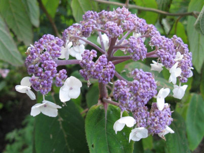 Hydrangea_aspera_macrophylla_800x600.jpg