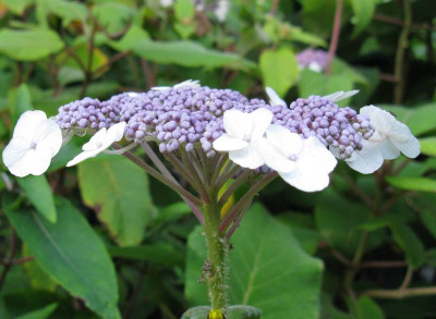 Hydrangea_aspera_subsp._sargentiana_800x600.jpg