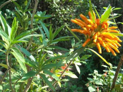 000__Leonurus_nepetifolia_v.GrafAnni.jpg