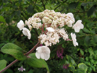 Hydrangea_aspera_Peter_Chapell_800x600.jpg