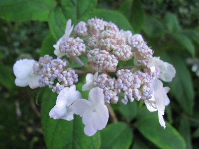 Hydrangea_aspera_Mauvette_800x600.jpg