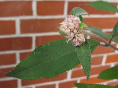 Hydrangea_aspera_Villosa_800x600.jpg