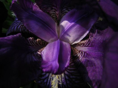 Iris_S_1.JPG