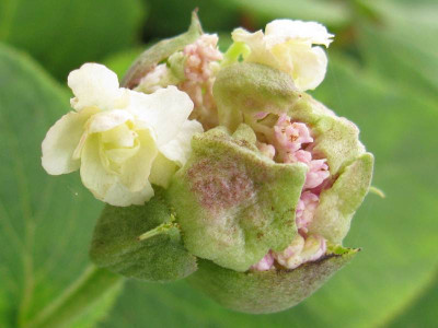 Hydrangea.jpg