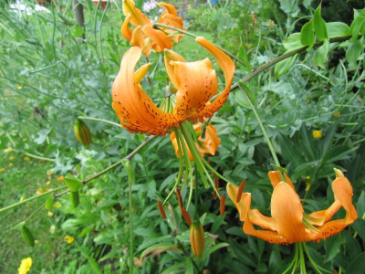 Lilium_henryii_110717.jpg