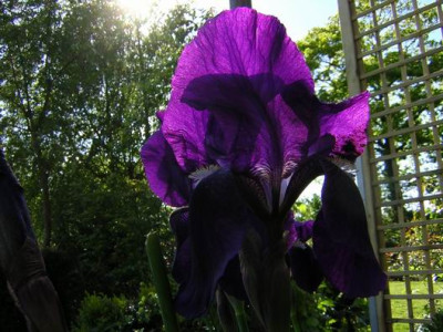Iris_S.JPG