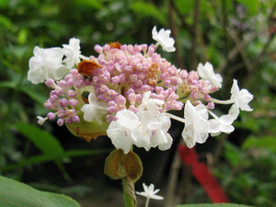 Hydrangea_involucrata_Plena_2011.jpg