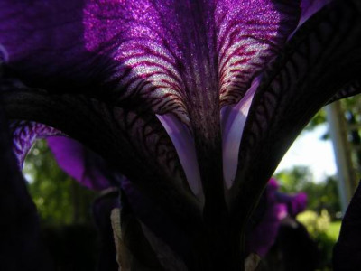 Iris_S2.JPG