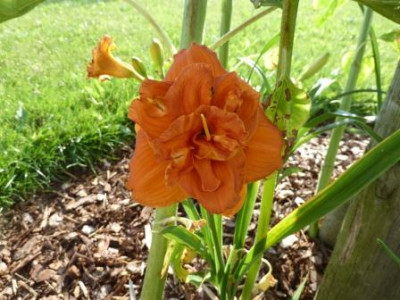 Sachen_Orange_Double_komp.jpg