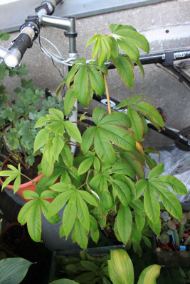 Rubus_lineatus.jpg