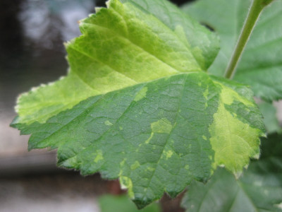Betula_pendula_oder_pubescens.jpg