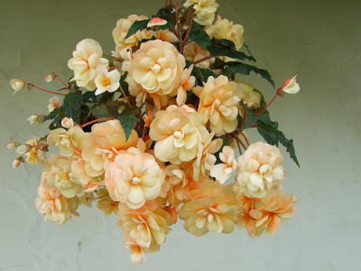 2007_09092007Garten0001.jpg