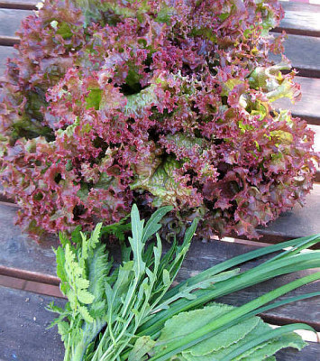 IMG_3438_Ernte_am_18.7.2011.jpg