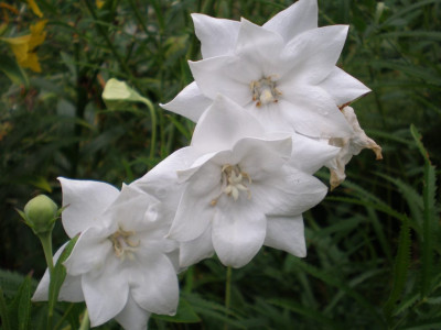 GP_Platycodon_grandiflorus_Hakone_White_2011e.jpg