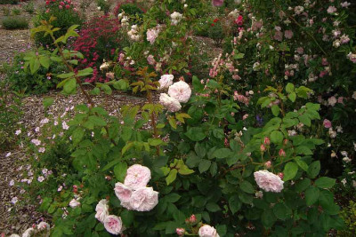 geburtstagsrose_zg_2011_weihrauch.jpg