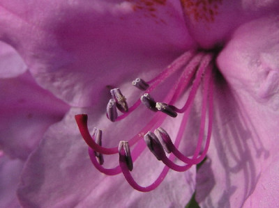 Rhodo-Mai-1.jpg