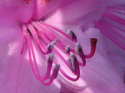 Rhodo-Mai-2.jpg