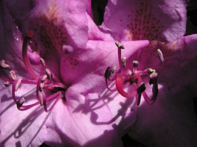 Rhodo-Mai-3.jpg
