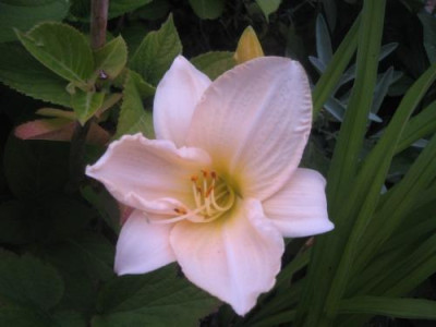 hem_2011_whitepansy.jpg