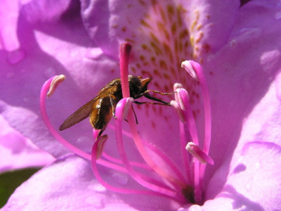 Rhodo-Mai-4.jpg