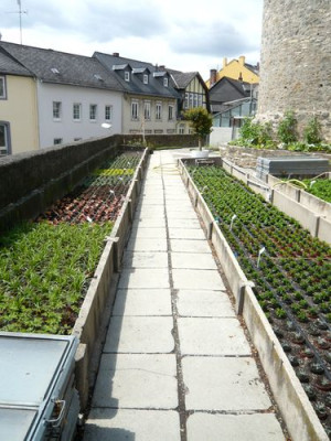 Weilburg_8_fars_2011.jpg
