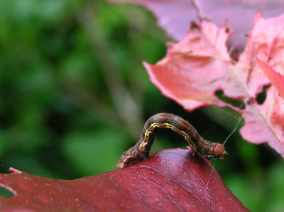 Raupe-Mai-1.jpg