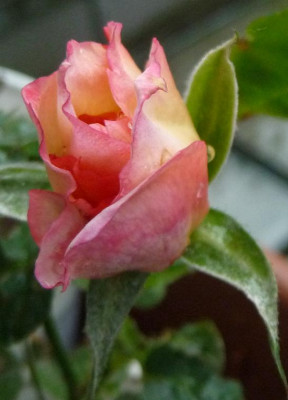 BFxTG2_09.JPG