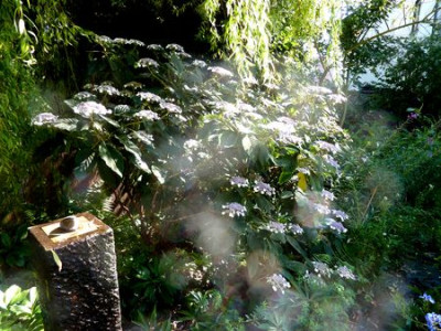 Hydrangea_aspera__subsp._sargentiana_fars_2011.jpg