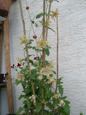 DSCN0077.JPG