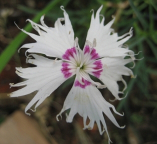 xspiculifolius.JPG