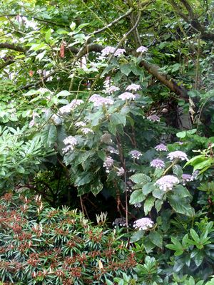 Hydrangea_aspera_subsp._sargentiana_auslaufertreibend_fars_2011.jpg