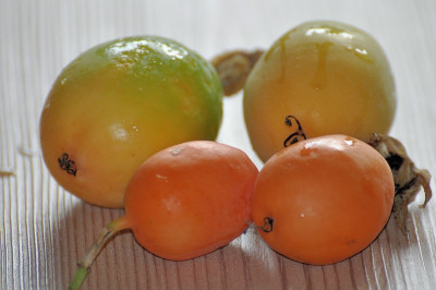 Passionsblumenfruchte.jpg