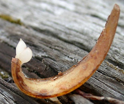 04120001_eLilium_pyrenaicum_Schuppenzwiebel.JPG