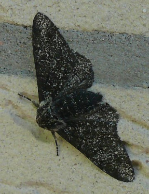 falter_2011-07-10_271k.jpg