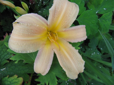 Hemerocallis_melone_110720.jpg