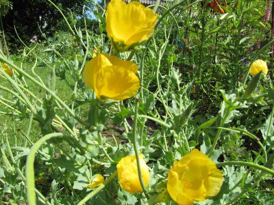 Hornmohn_110719.jpg