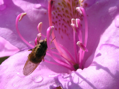 Rhodo-Mai-5.jpg