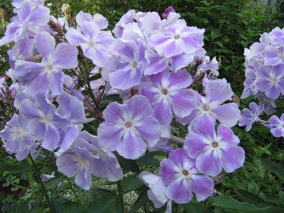 lila_Lieblingsphlox_110719.jpg