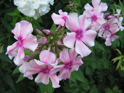 Sehr_robuster_Phlox_110719.jpg