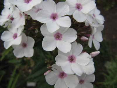 kleinblutiger_Phlox_110720.jpg