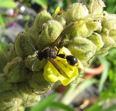 Eumenes_pomiformis_110719_k.jpg