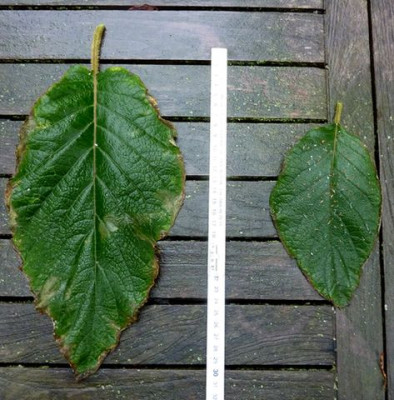 H._aspera_subsp._sargentiana_Blatter_fars_2011.jpg